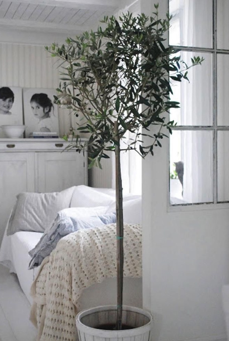 Олива дерево домашнее