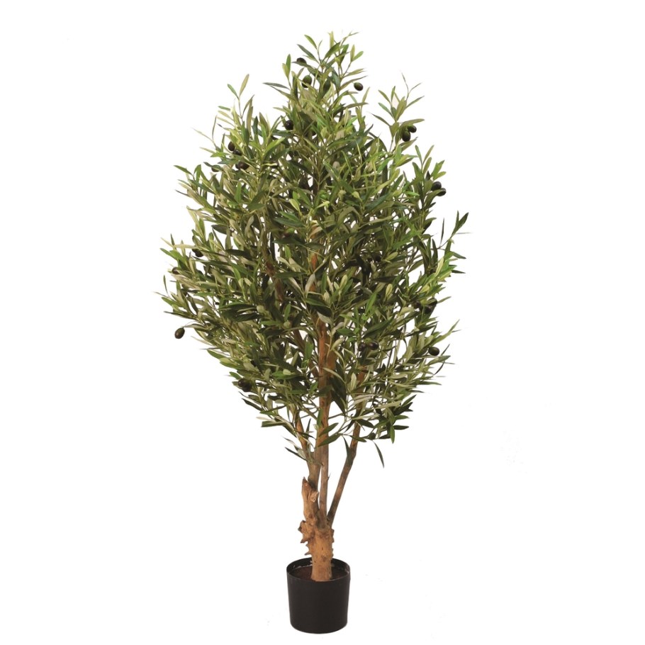 Оливковое дерево h30