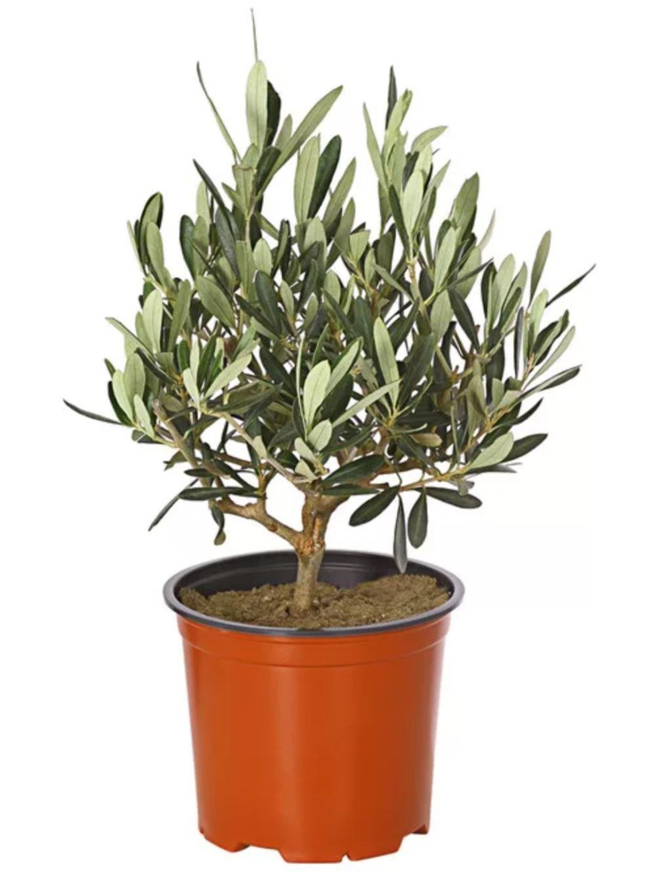 Olea europaea в горшке