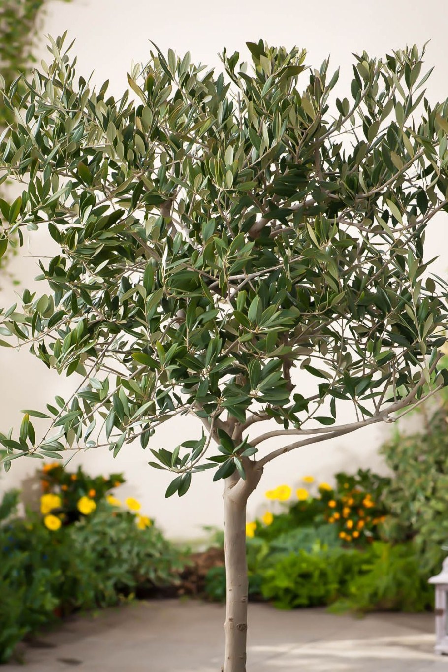 Олива дерево