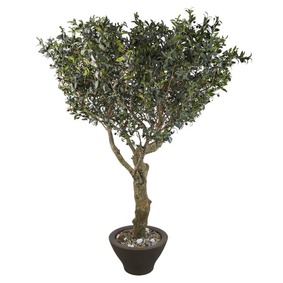 Питтоспорум бонсай