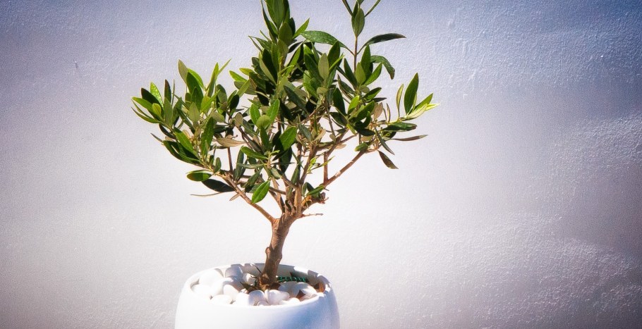 Оливковое дерево комнатное, семена