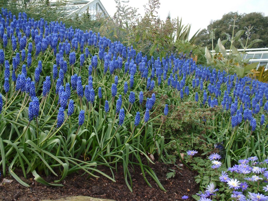 Мускари золотой