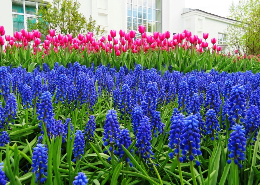 Мышиный гиацинт мускари