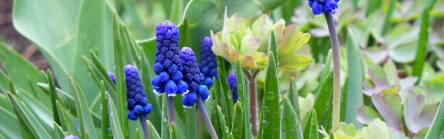 Тюльпан мускари кул Фреш