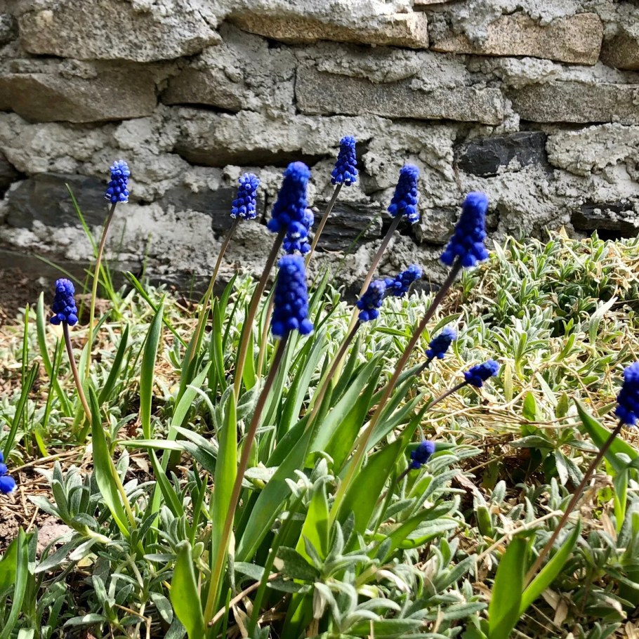 Мускари ручей