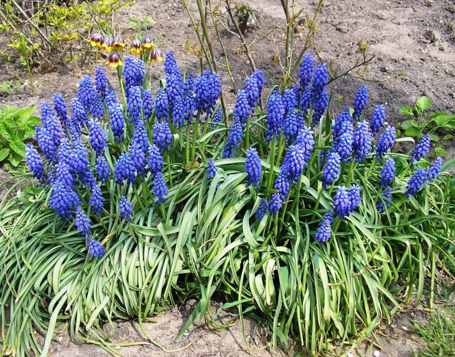 Мускари (мышиный гиацинт) армянский