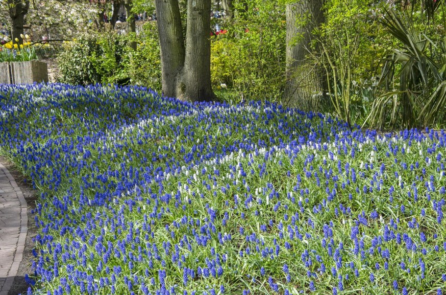 Мускари в цветнике