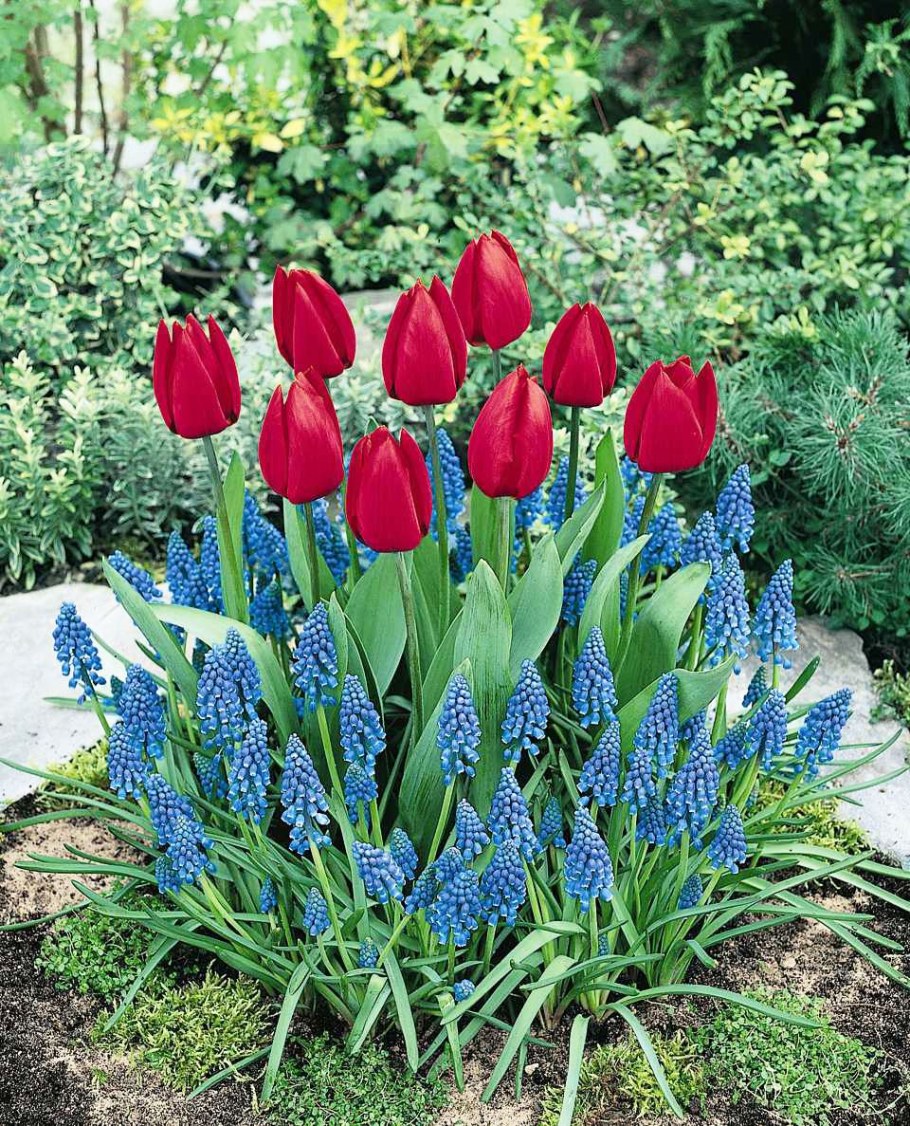 Луковичные цветы мускари