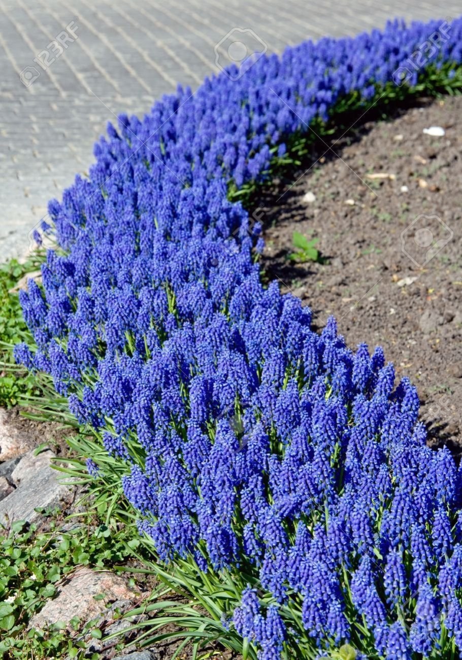 Мускари зимостойкойкомть