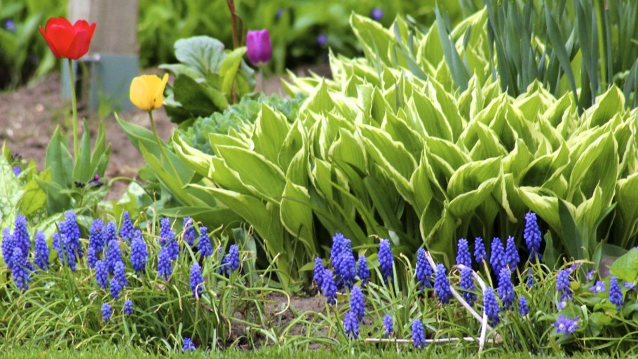 Мускари на клумбе