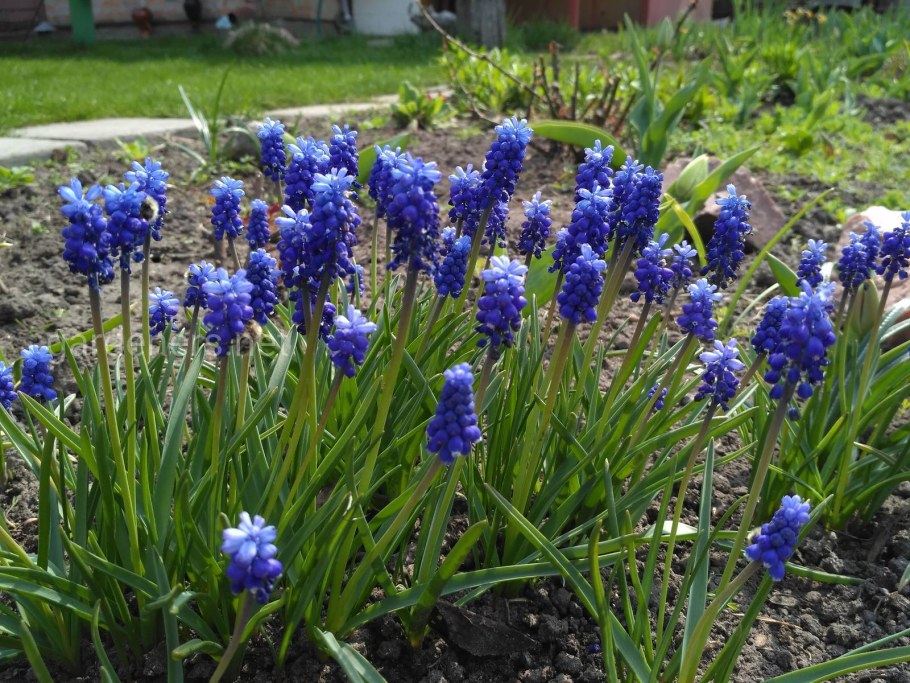 Мускари на клумбе