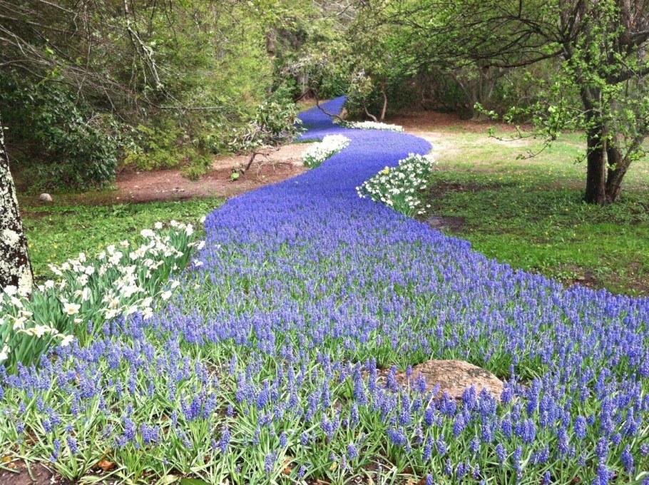 Гиацинты в ландшафтном дизайне