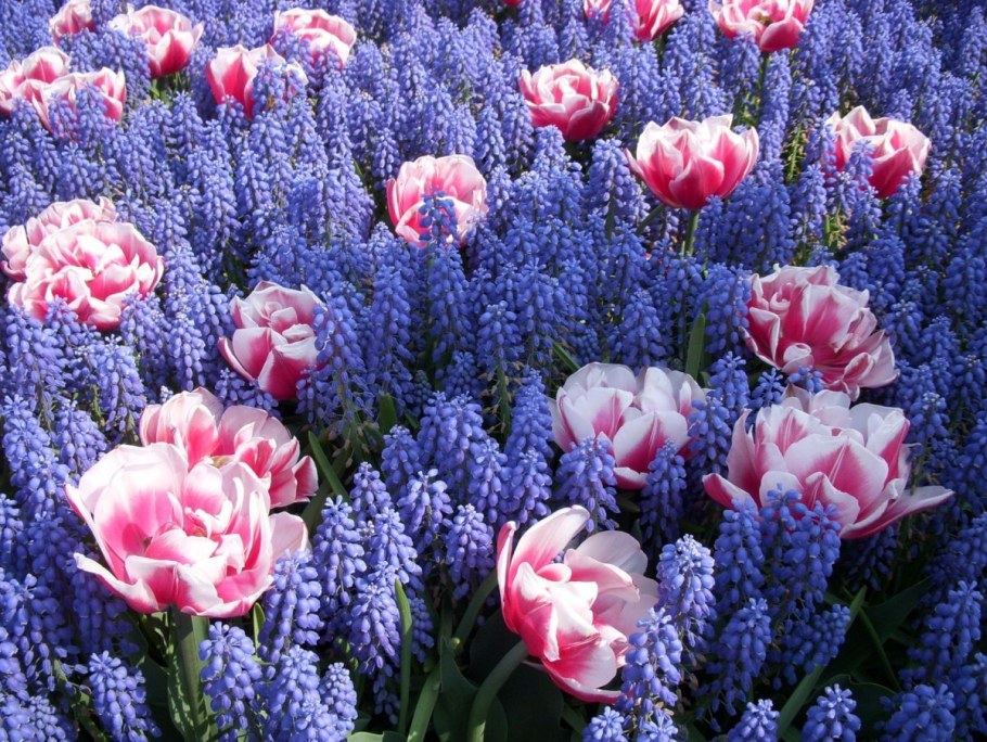 Мускари Крокус тюльпан гиацинт