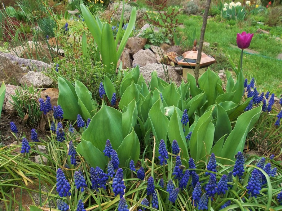 Луковичные цветы мускари