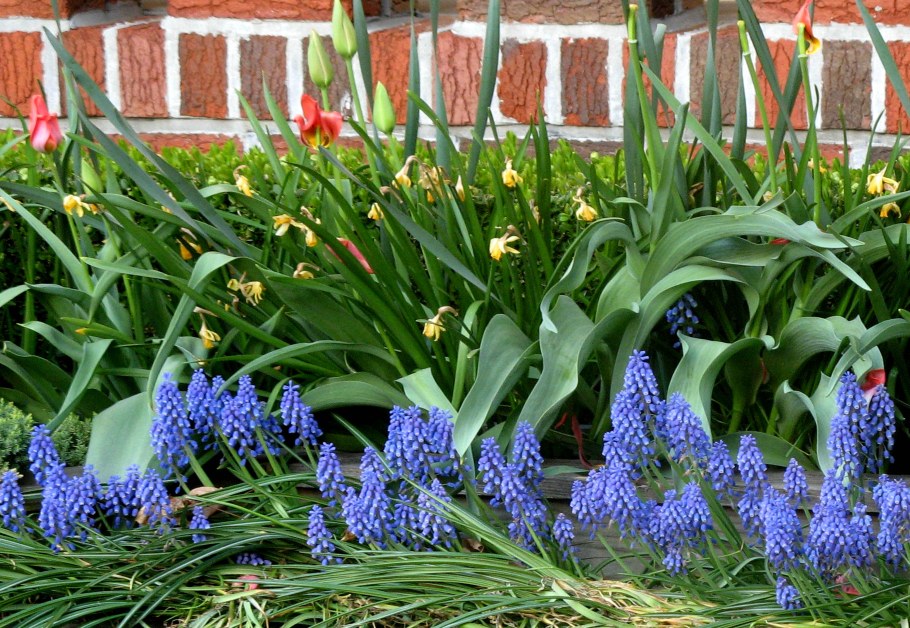 Мускари Крокус тюльпан гиацинт