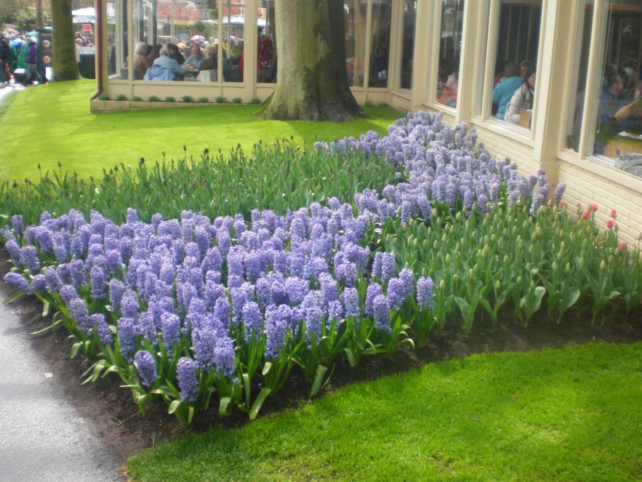 Крокусы и пушкиния