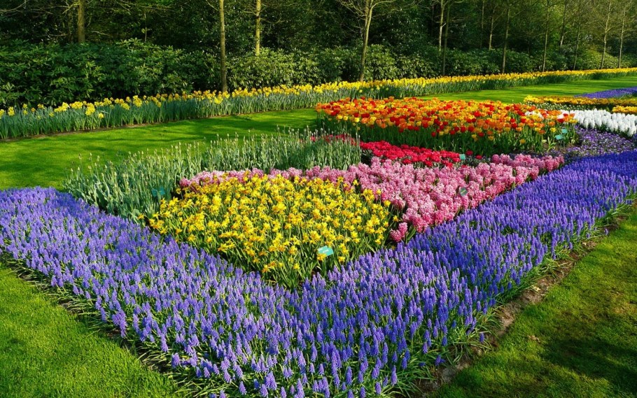 Мышиный гиацинт на клумбе