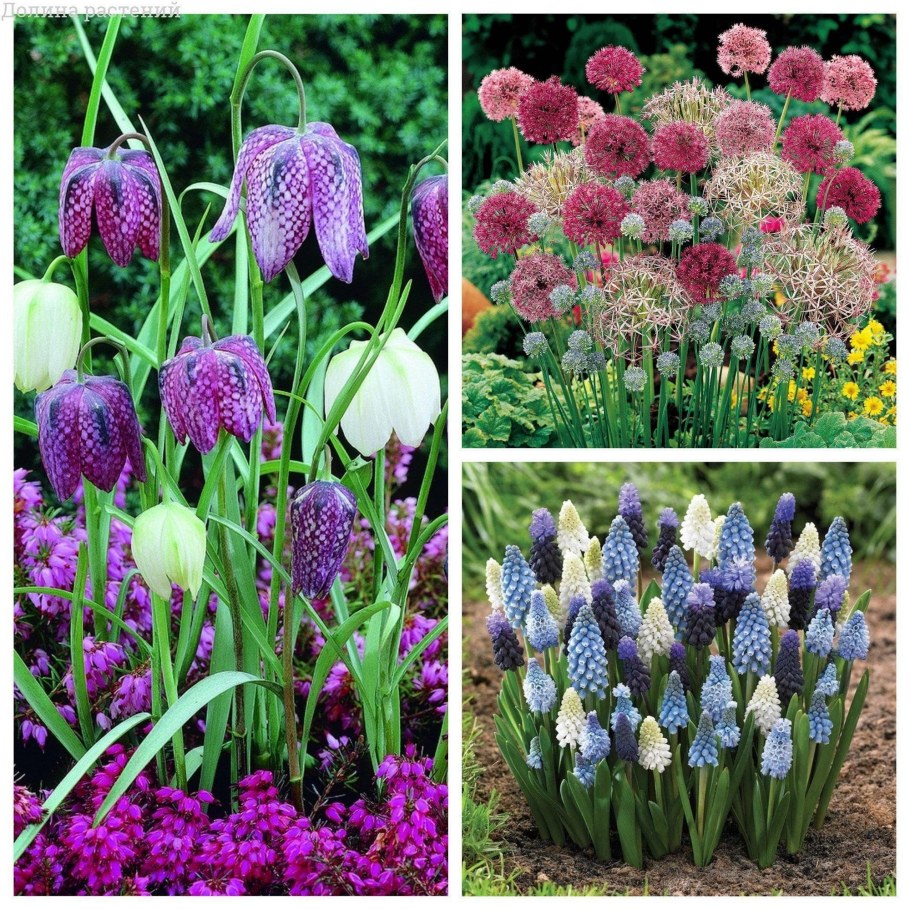 Нарциссы рябчики мускари крокусы