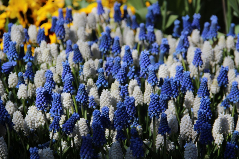 Мускари Маунтейн леди