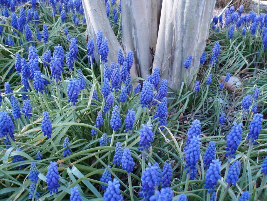 Мускари дарк айс