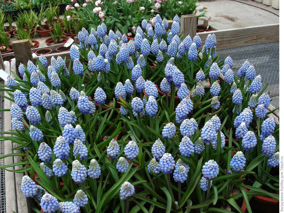 Мышиный гиацинт мускари