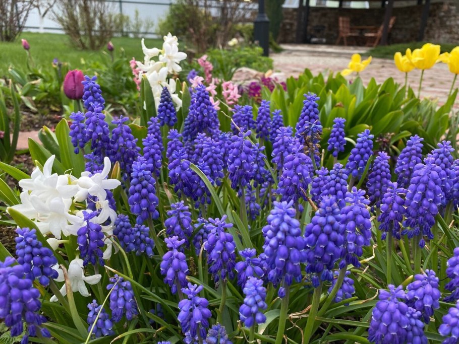 Мускари Маунтейн леди