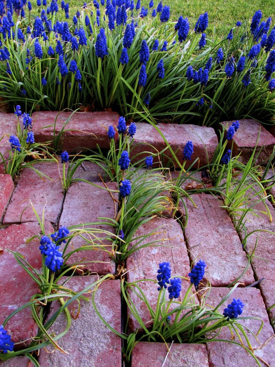 Весенняя клумба мускари гиацинт