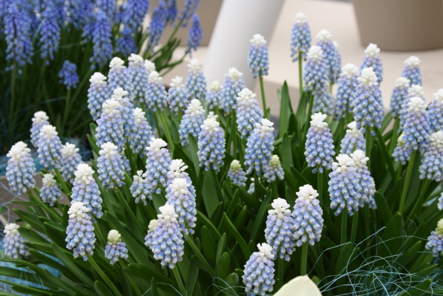 Мышиный гиацинт мускари