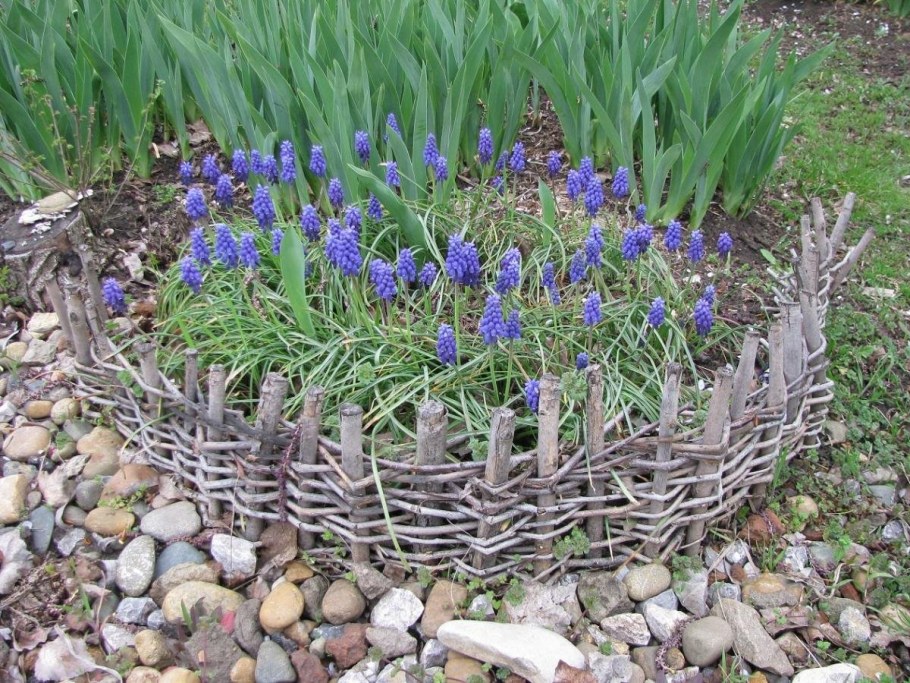 Мускари в цветнике