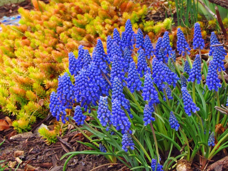 Muscari dolichanthum