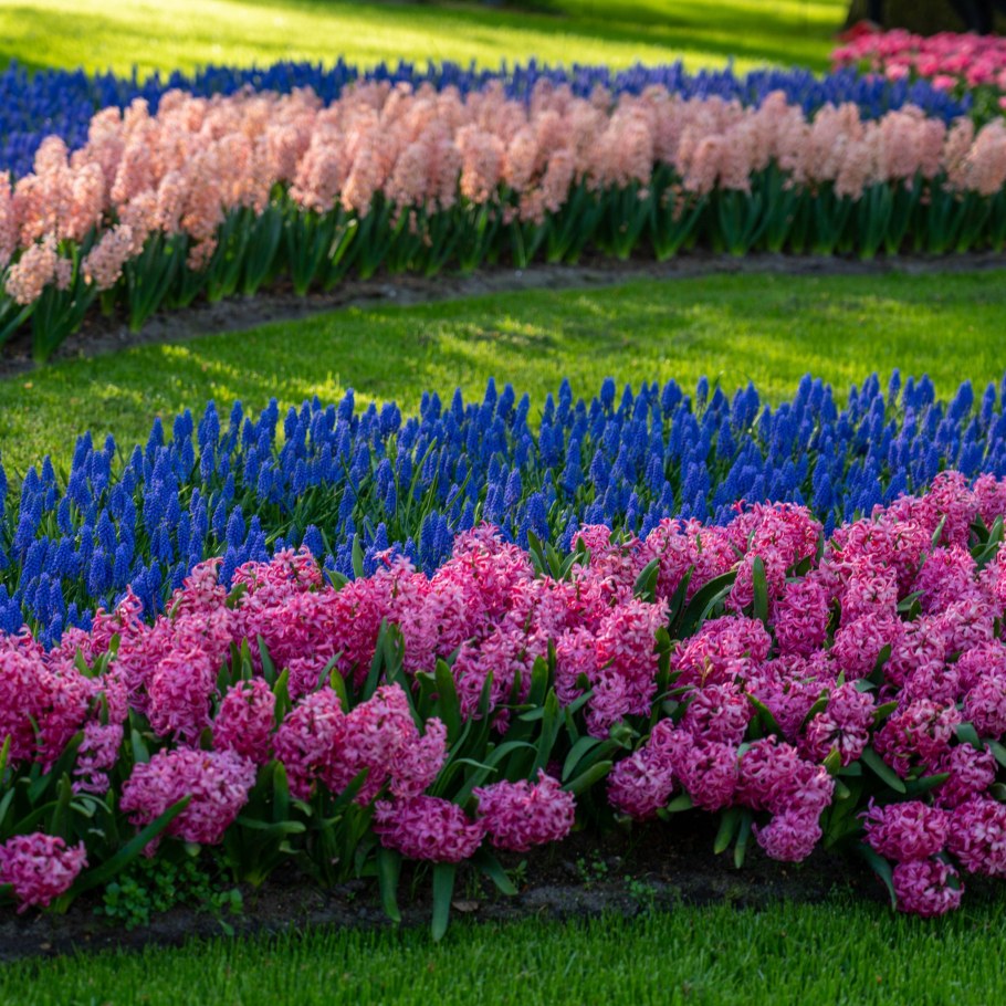 Мускари на газоне