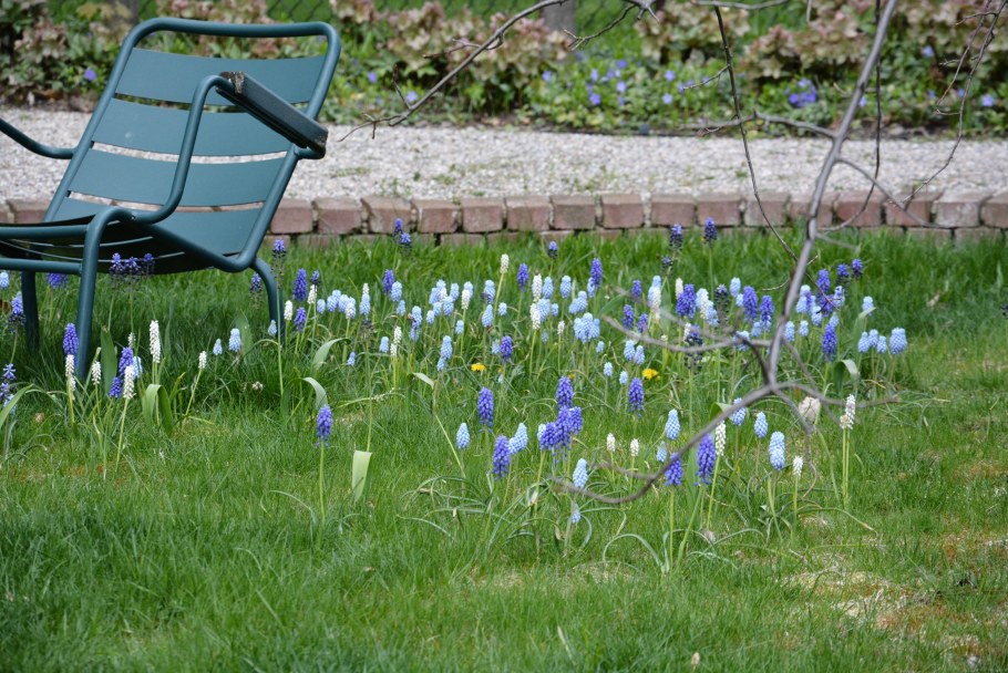 Мускари в саду