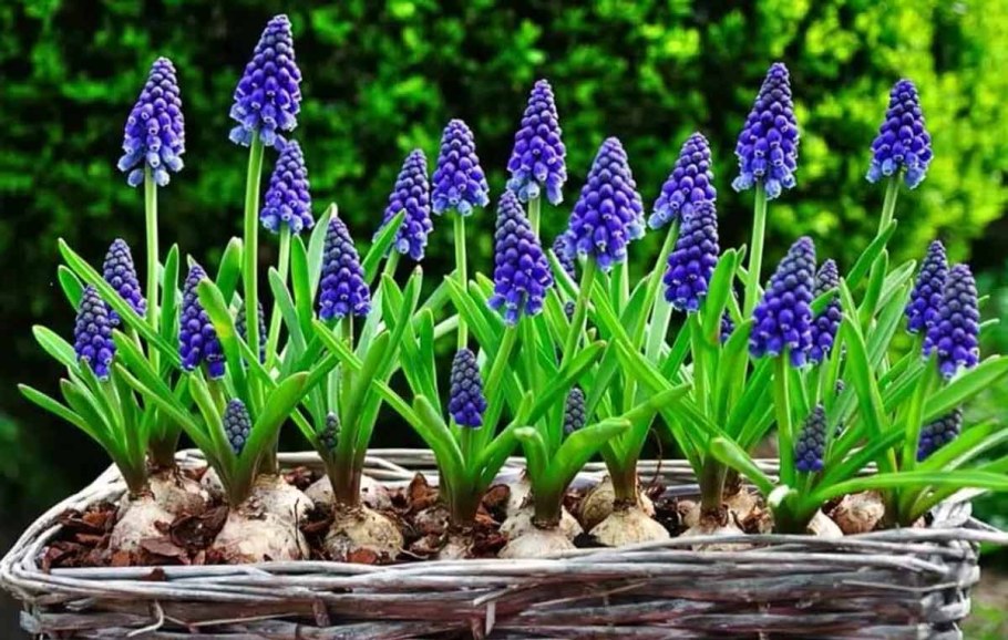 Мускари latifolium