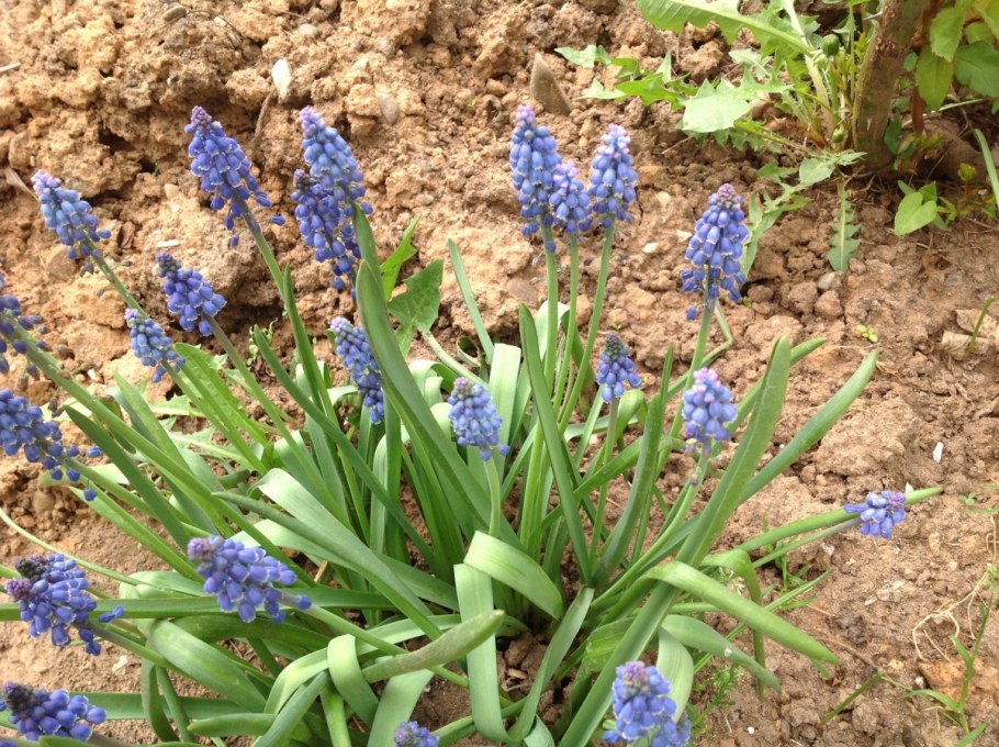 Мускари мышиный гиацинт в ландшафте