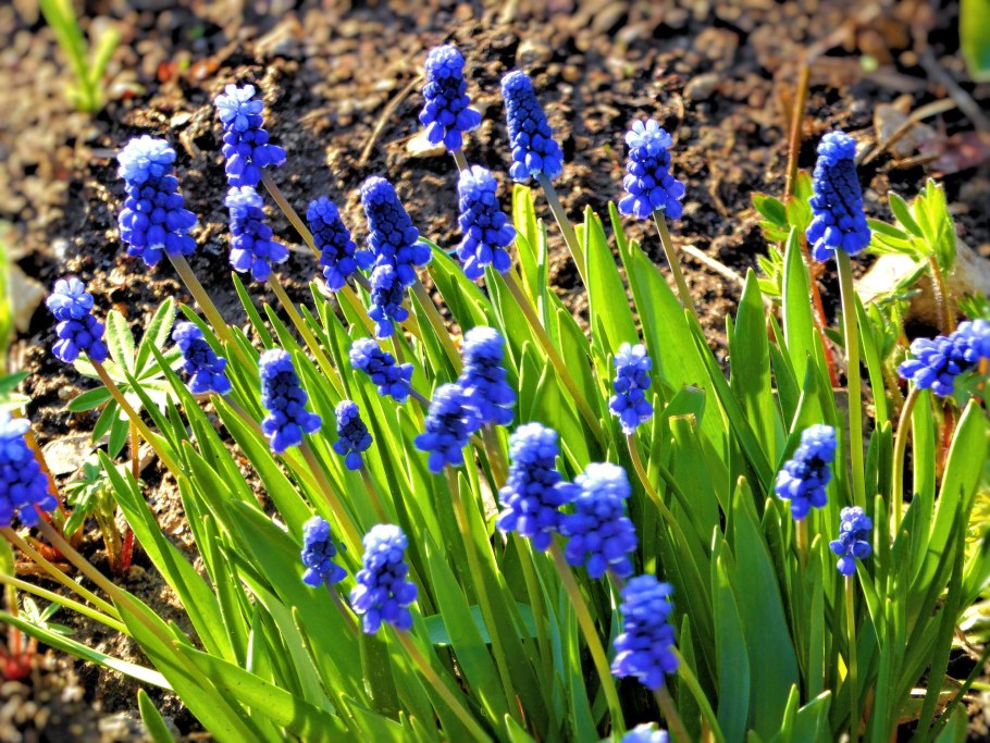 Мускари Дабл Бьюти