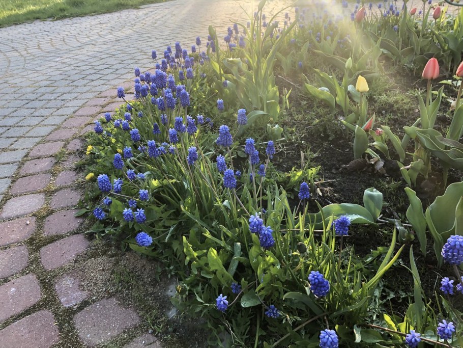 Мускари Зарядье клумба