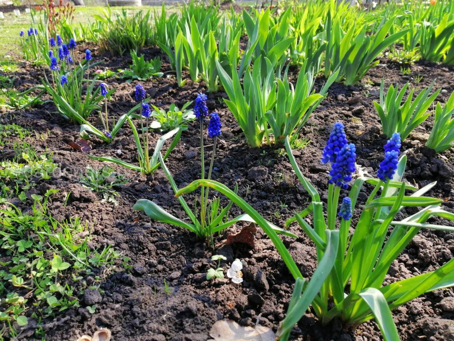 Мускари бордюрные