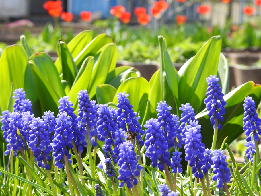 Цветы мускари красками