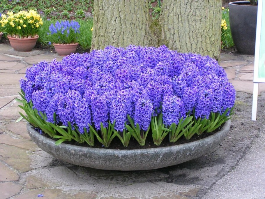 Статица Суприм голубая на клумбе