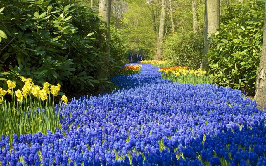 Синие цветы в саду