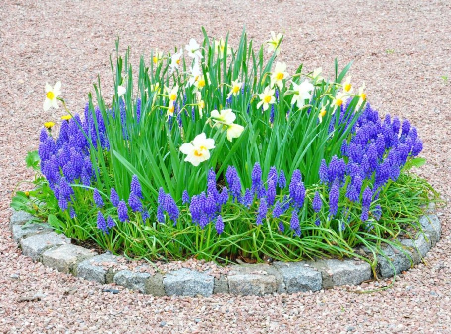 Клумба крокусы нарциссы мускари