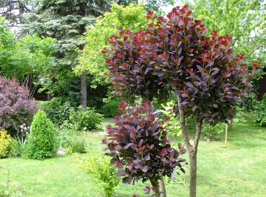 Скумпия Кожевенная кустарник