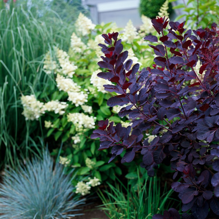 Скумпия Роял пурпур