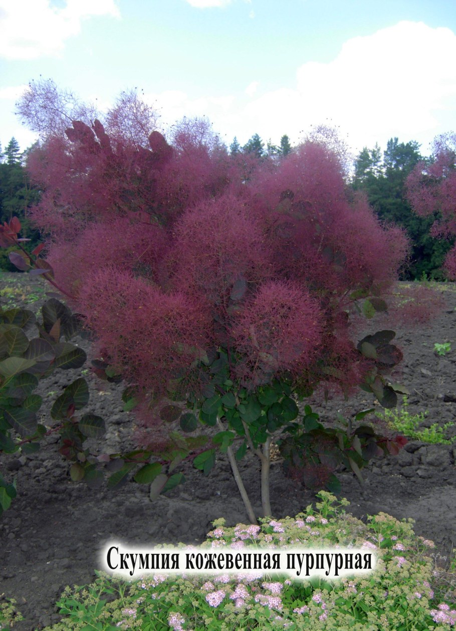 Скумпия Кожевенная