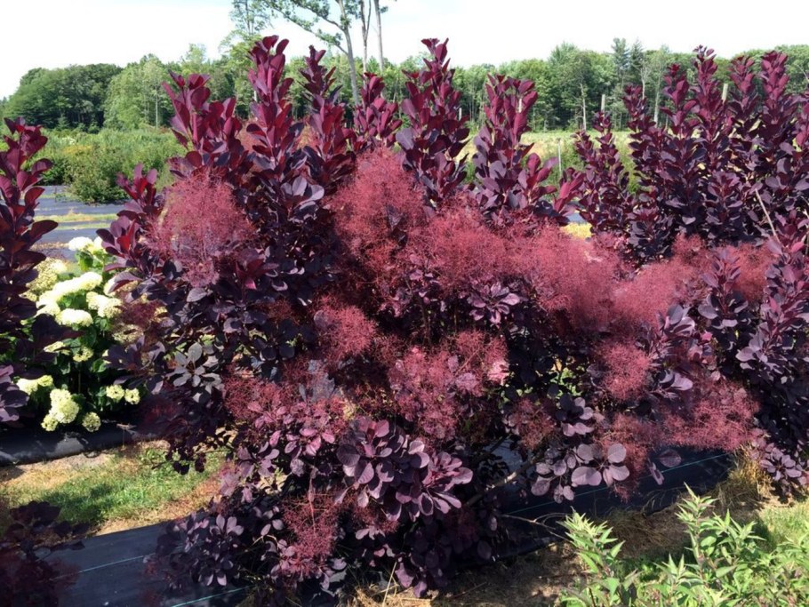 Скумпия Кожевенная Royal Purple