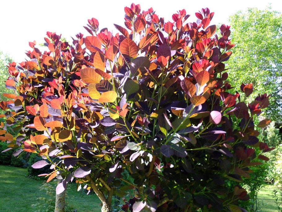 Скумпия Кожевенная