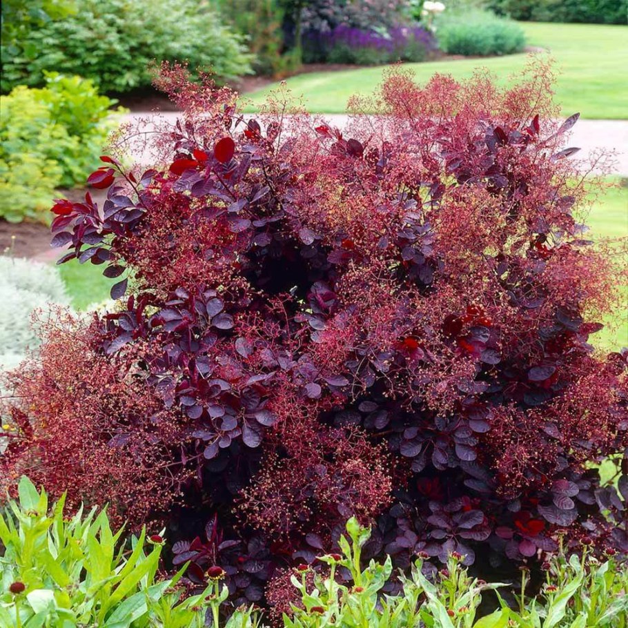 Скумпия Кожевенная (Cotinus coggygria &#96;Royal Purple&#96;)