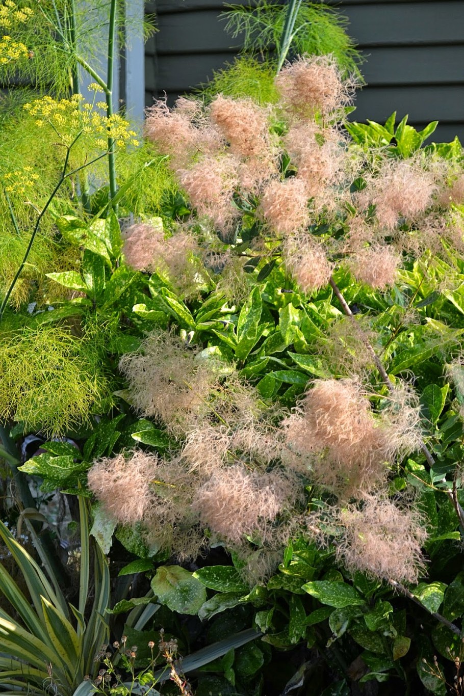 Скумпия герл