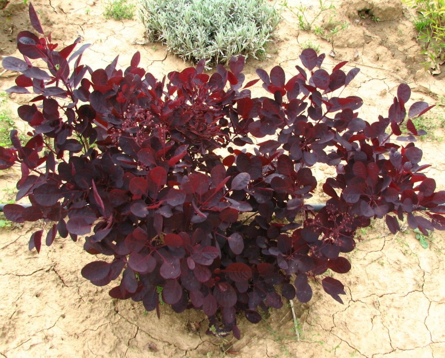 Скумпия Кожевенная (Cotinus coggygria &#96;Royal Purple&#96;)
